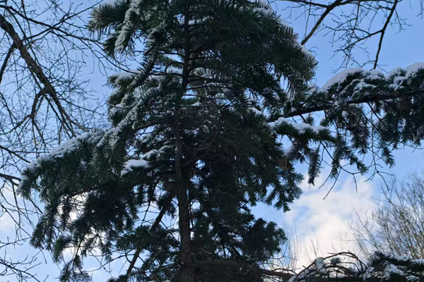 静脉曲张是血液受寒，沈阳静脉曲张专科医院治疗思路清晰