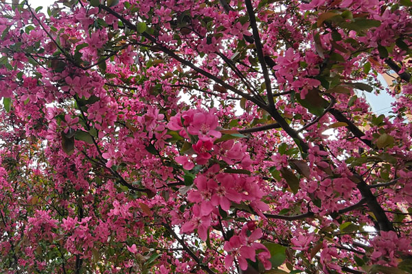 沈阳静脉曲张专科医院采用超微诊疗术治疗静脉曲张：周期短、好转快